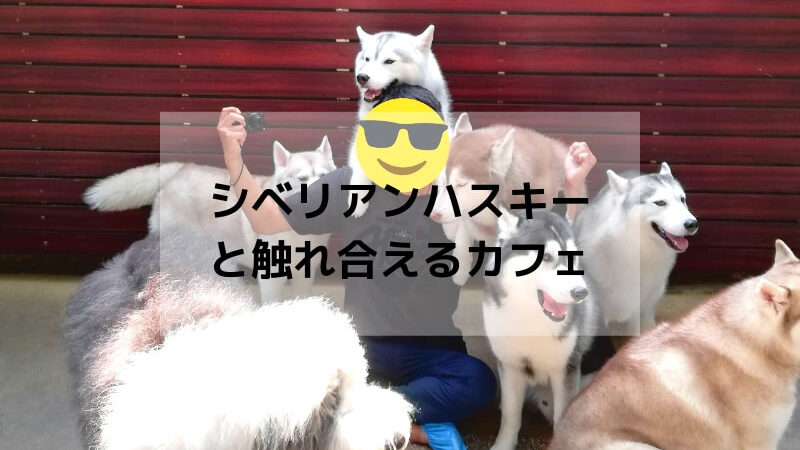 全ての犬好き必見 本物のシベリアンハスキーと触れ合えるカフェはバンコクにあった 雑ログ